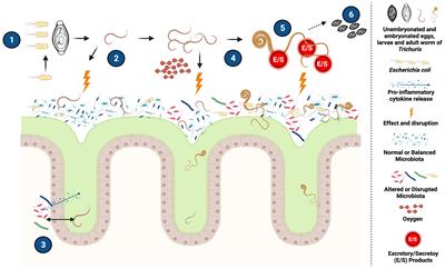 Detangling the Crosstalk Between Ascaris, Trichuris and Gut Microbiota: What´s Next?